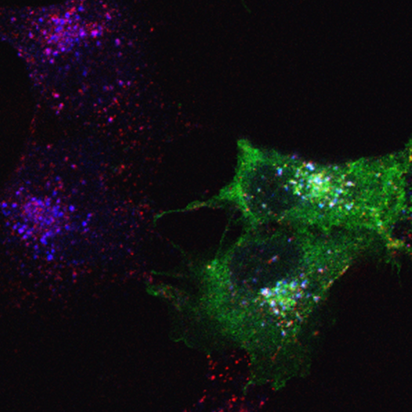 Localisation des endosomes précoces dans des cellules Cos7.